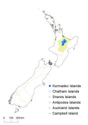 Nephrolepis flexuosa distribution map based on databased records at AK, CHR, WELT & UNITEC.
 Image: K.Boardman © Landcare Research 2018 CC BY 4.0